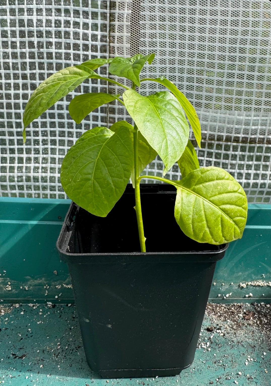 Aji-Charapita aus Wildsammlung ganz