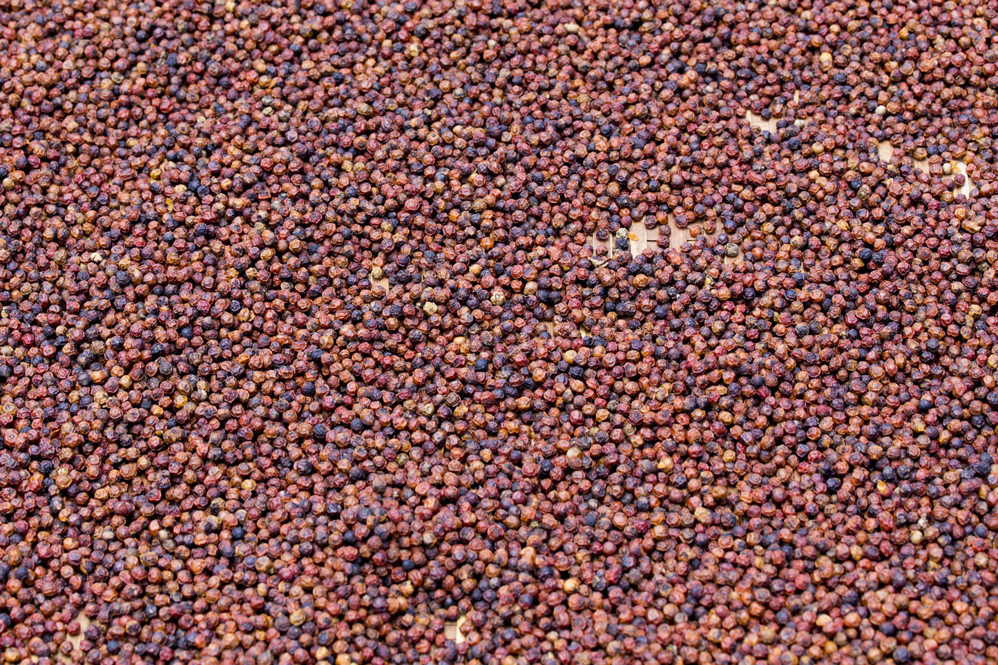 roter Kampot Pfeffer