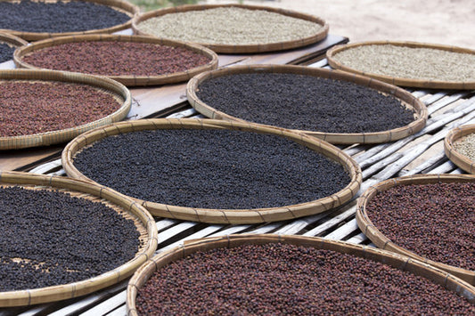 weißer Kampot Pfeffer - sonnengetrocknet