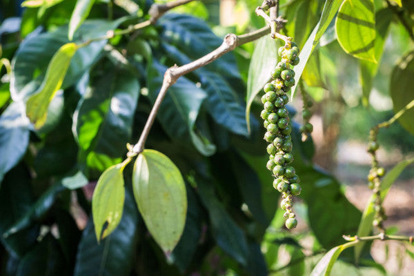 Grüner Malabar Pfeffer