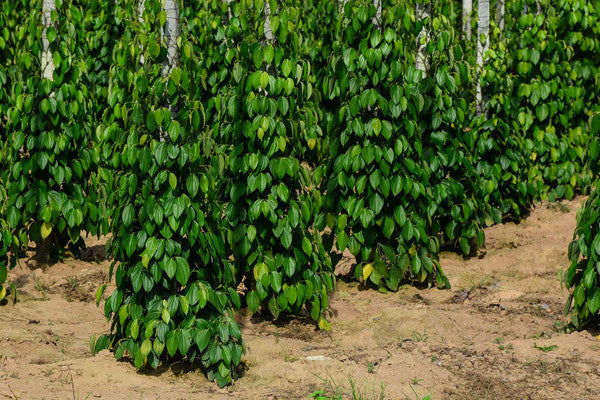 Grüner Malabar Pfeffer